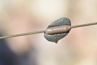 Pridám malé množstvo na „sinker“.