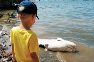 Je ťažké vysvetľovať dieťaťu, prečo ten sumec zomrel, najmä, ak mu chcete povedať pravdu. Po zmeraní (cca 220 cm) sme upovedomili MO SRZ a tí rybu odtiahli.