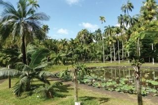 Botanická záhrada 
v Pamplemousses.