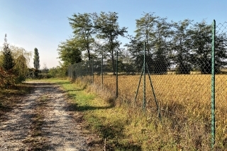 Cesta okolo jazera, vpravo za plotom pole s ryžou.