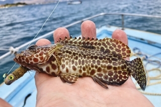 Honeycomb grouper ulovený z lode.