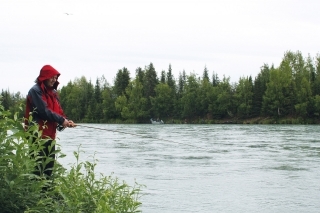 Lov red salmonov na Kenai River.