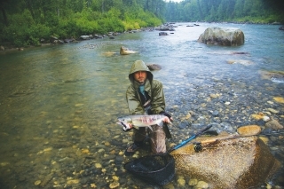 Dog (chum) salmon. Losos psí.