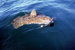 Halibut s nástrahou.