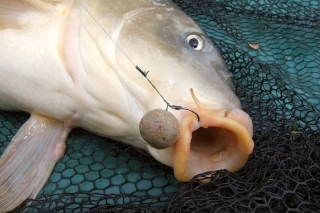 Boilies se dá s ůspěchem použít i při feedrování.