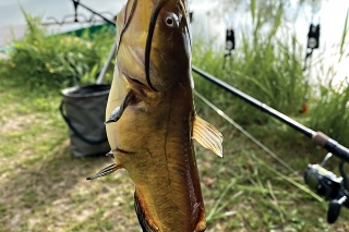 Ryba, ktorá do našich
vôd rozhodne nepatrí.