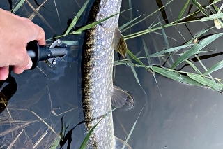 Juniorka nie je v bezpečí pred vlastným
druhom, aj keď je zhruba 50 cm dlhá.