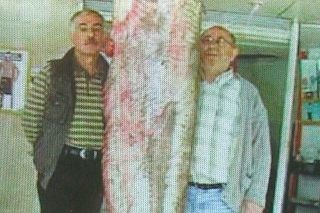 Jeden z tureckých obrov 290 cm a 160 kg.