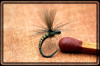 4. BWO Emerger