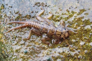 Larva pošvatky.