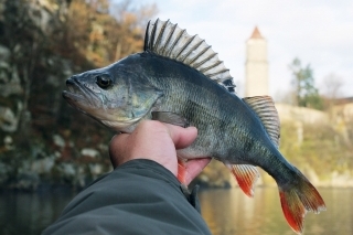 Ostriež ulovený pod hradom Zvíkov.