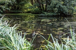 Odumierajúce lekná poskytujú ideálne miesto na lov.