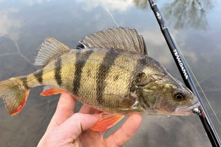 Len v chladnej vode sa mi darí pochytať takto sfarbené ostrieže.