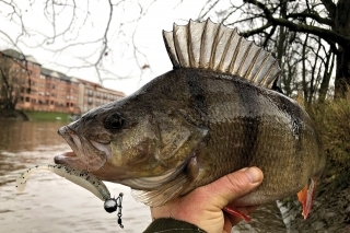 Nezabudnuteľný deň, 6 rýb nad 40 cm sa bude ťažko prekonávať. Pozadie mi tvorí zatopené centrum Yorku a chodník pre peších.