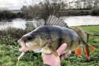 Prekrásne sfarbený 44 cm pankáč z mierne prikalenej vody neodolal 7,5 cm real shadu v prírodnej farbe.