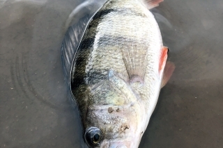 Tento 45 cm krásavec neodolal 5 cm gumke v imitácii plotice. Ostrieže takýchto parametrov sú naozaj všetkými masťami mazaní špekulanti.