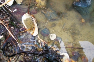 Ak nájdete na viacerých miestach pri rieke takéto schránky mäkkýšov, je viac než isté, že sa nimi kapry často kŕmia.