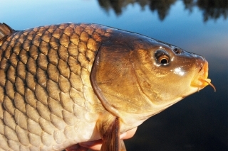 Feeder s umelými nástrahami 2