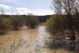 Príbrežné porasty na Ebre.