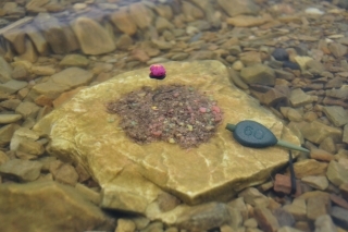 Takto vyzerá rozpad kŕmnej guľôčky vo vode a nakoniec nástraha nad rozpadnutým krmivom.
