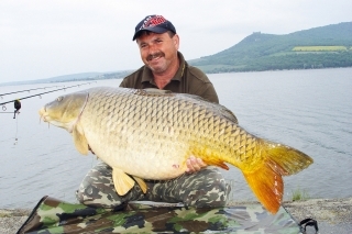 Kapor z Mušova, 25 kg, chytený na jar na hotové boilies japonský kalmár na mieste vnadenom rovnakým druhom boilies a hrsťou tigrieho orecha.