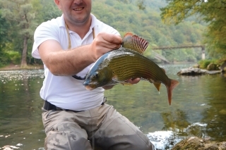 Lipne nad 50 cm nie sú v Bosne neobvyklé a každoročne sa ulovia aj ryby nad 60 cm.